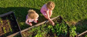 Vyvýšené záhony ze dřeva: Praktické řešení pro každou zahradu